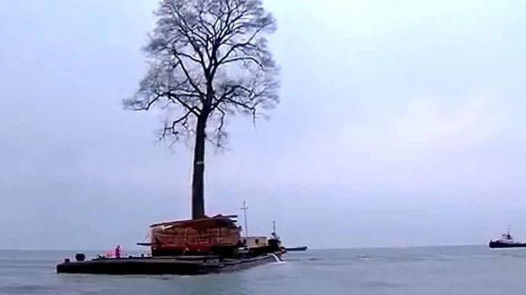 a02098d9c984dc48b1fe8a9c56d4650e9ddec9ac Tulpenbaum auf dem Schwarzen Meer