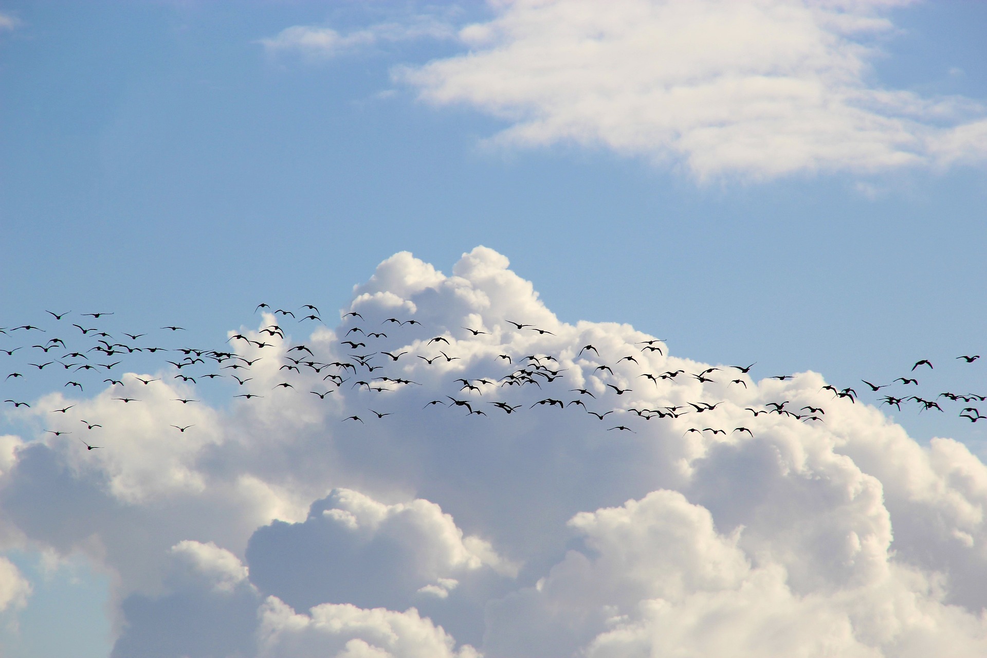 Diese Zugvögel fliegen im September durch die Schweiz