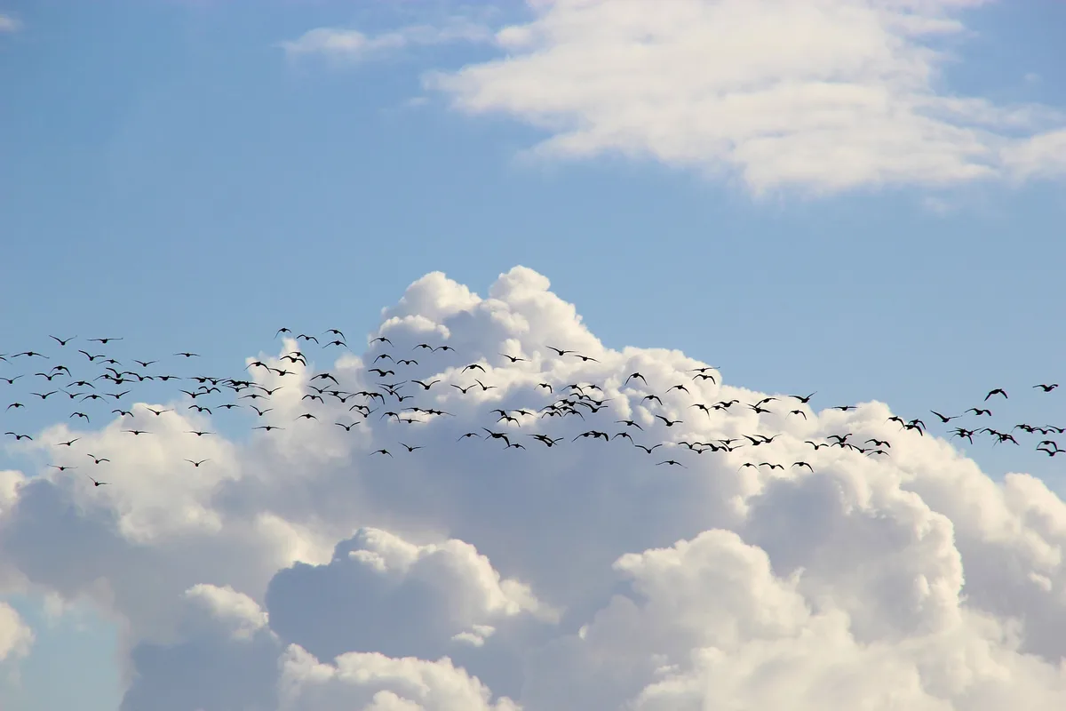 01_Manuela Diese Zugvögel fliegen im September durch die Schweiz
