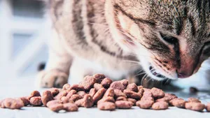 Fertigfutter ist nicht per se ungesund – entscheidend ist, was drinsteckt.