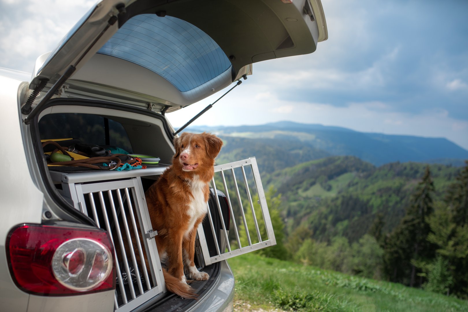 Hund im Auto: Zwei- und Vierbeiner sicher auf Tour