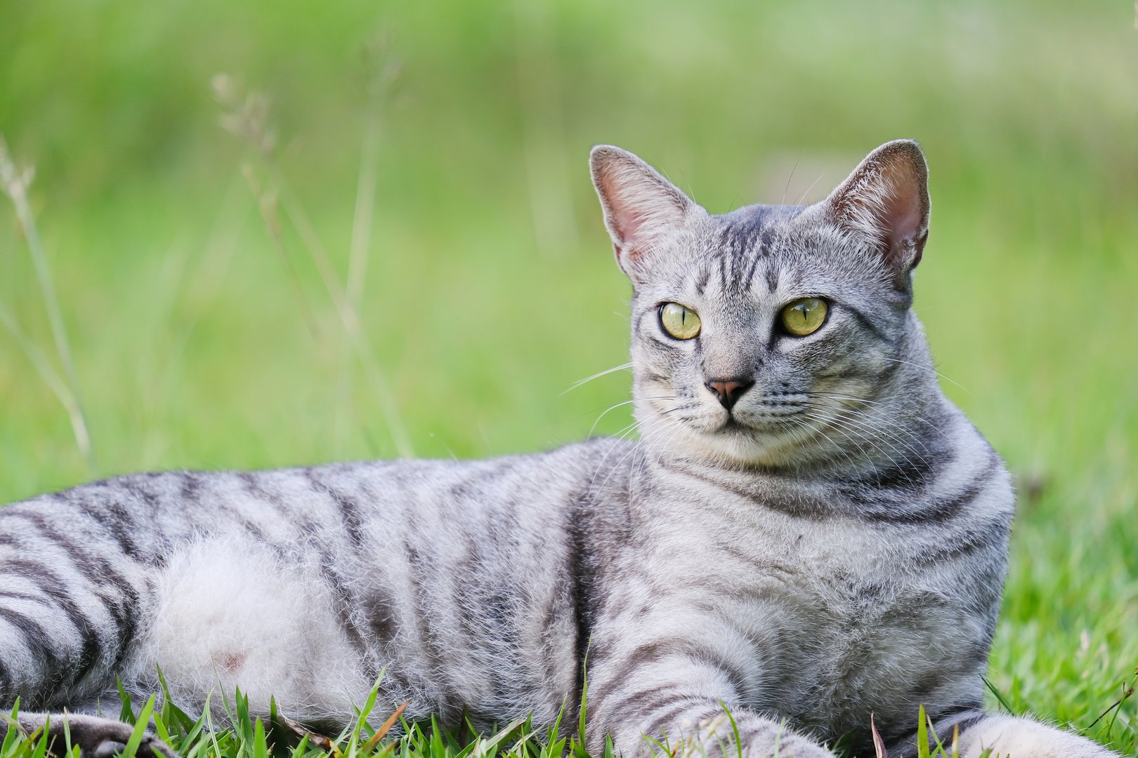 Ägyptische Mau: Die verspielte Katze mit mystischer Herkunft