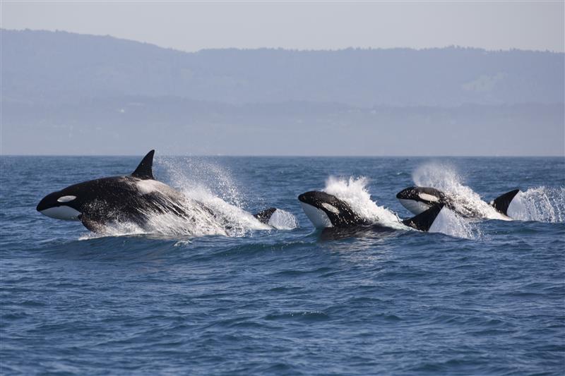 Die Jagdstrategien von Orcas