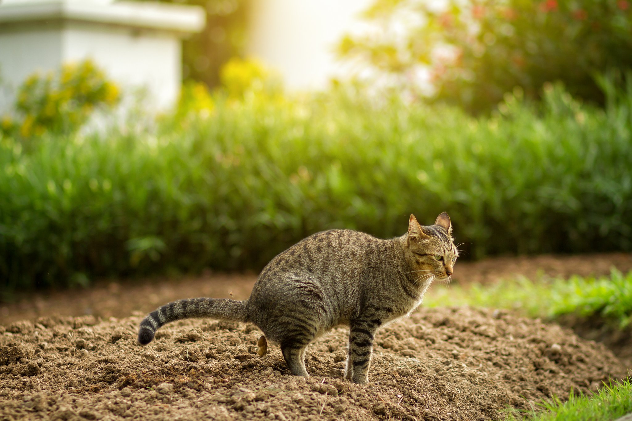 Katzenkot im Garten? So vertreiben Sie Katzen mit natürlichen Mitteln
