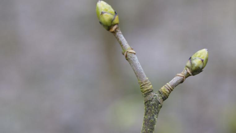 Bergahorn Knospe