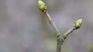 Knopsen sind ein gutes Erkennungszeichen für Bäume im Winter: Hier handelt es sich um einen Bergahorn.