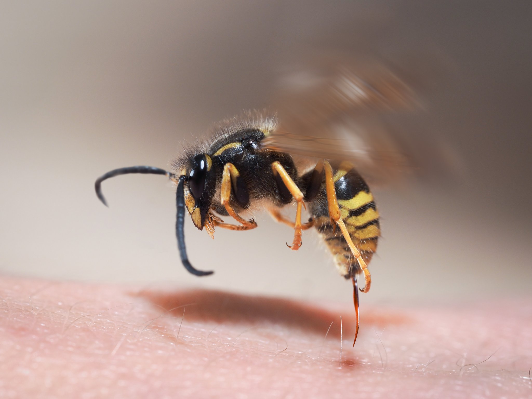 Schmerzskala der fiesesten Insektenstiche