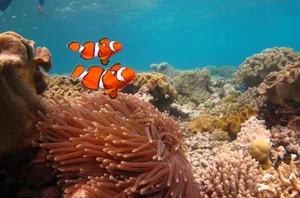 In den geschützten Zonen des Riffs vergrösserten sich die Fischbestände.
