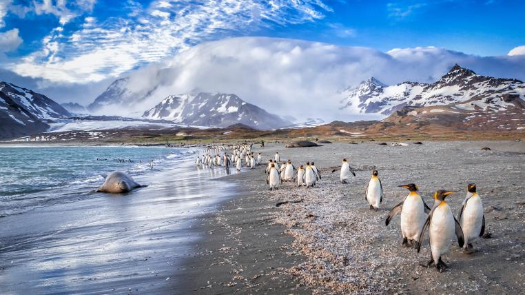 Pinguine auf Südgeorgien