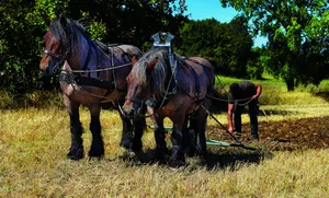 Arbeitspferde werden schon seit Tausenden von Jahren in der Landwirtschaft eingesetzt.