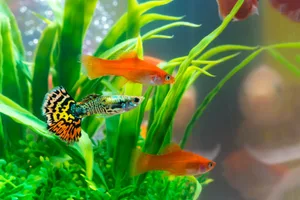 Lebendgebärende Zahnkarpfen wie Schwertträger und Guppy fühlen sich in hartem Wasser wohl.
