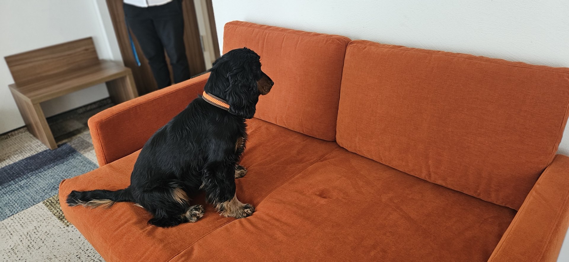 Bettwanzen: Wie Spürhunde bei einem Befall Gewissheit verschaffen
