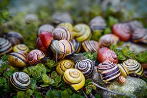 Die über 250 einheimischen Schneckenarten unterscheiden sich in Form, Grösse und Farbe.