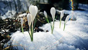 Krokusse sind Frühlingsboten. Sie blühen immer früher.