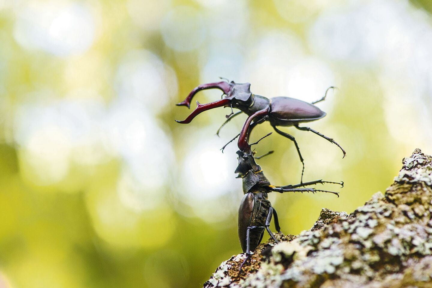 Beetlesfight
