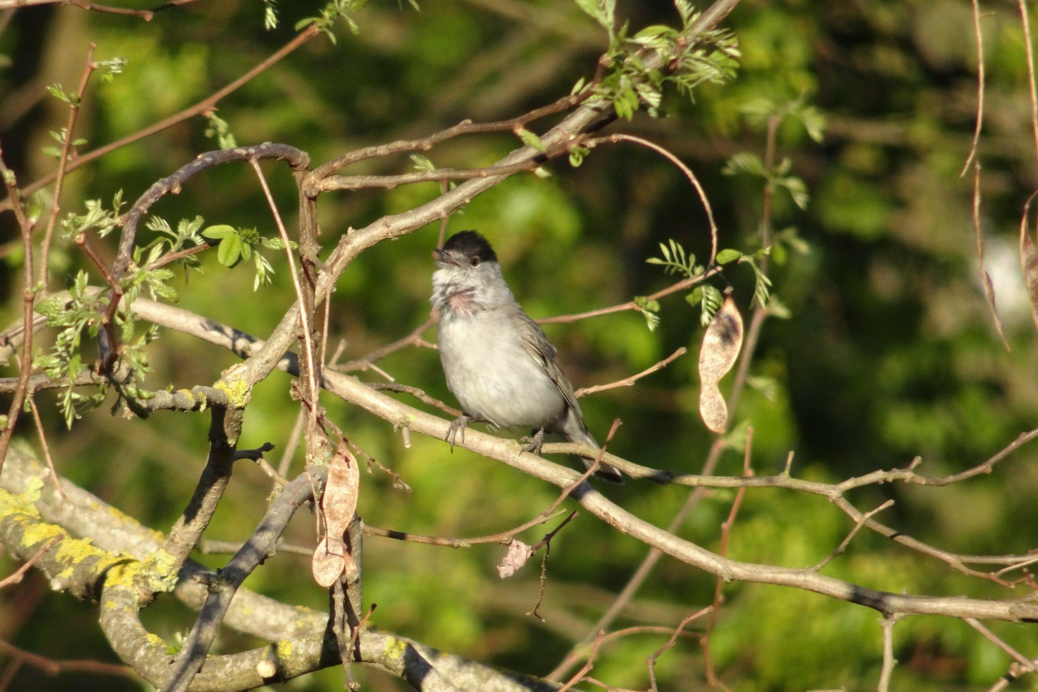 Welcher Vogel wann anfängt zu Singen