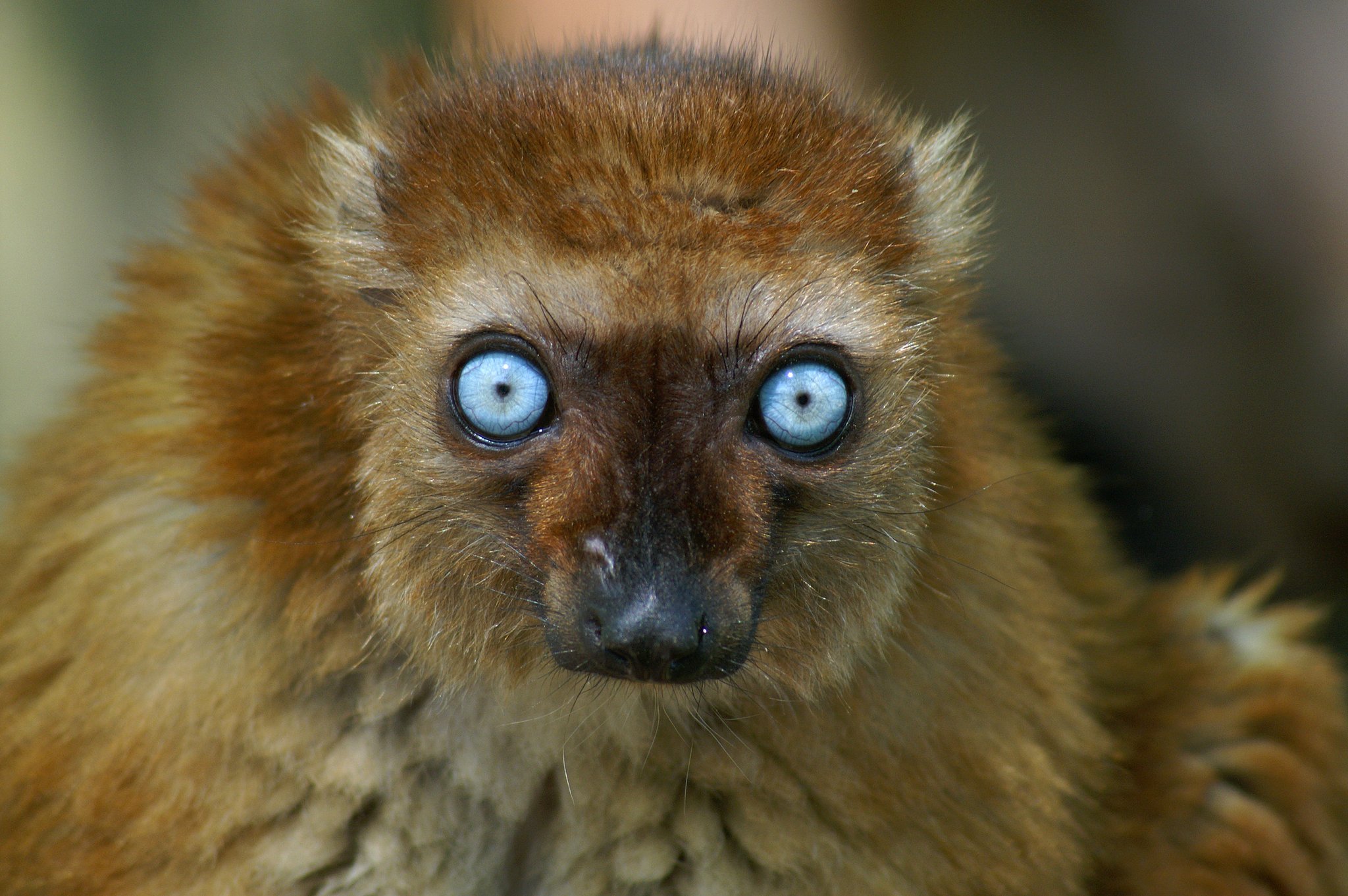 Die einzigartigen Augen der Blauaugenmakis