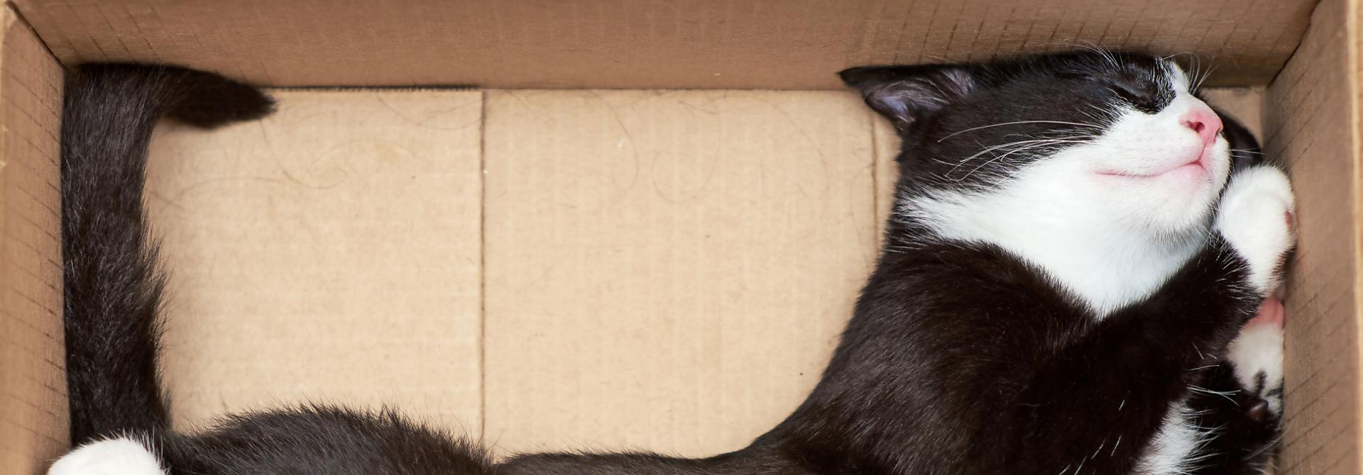 umzug-mit-katze.jpg