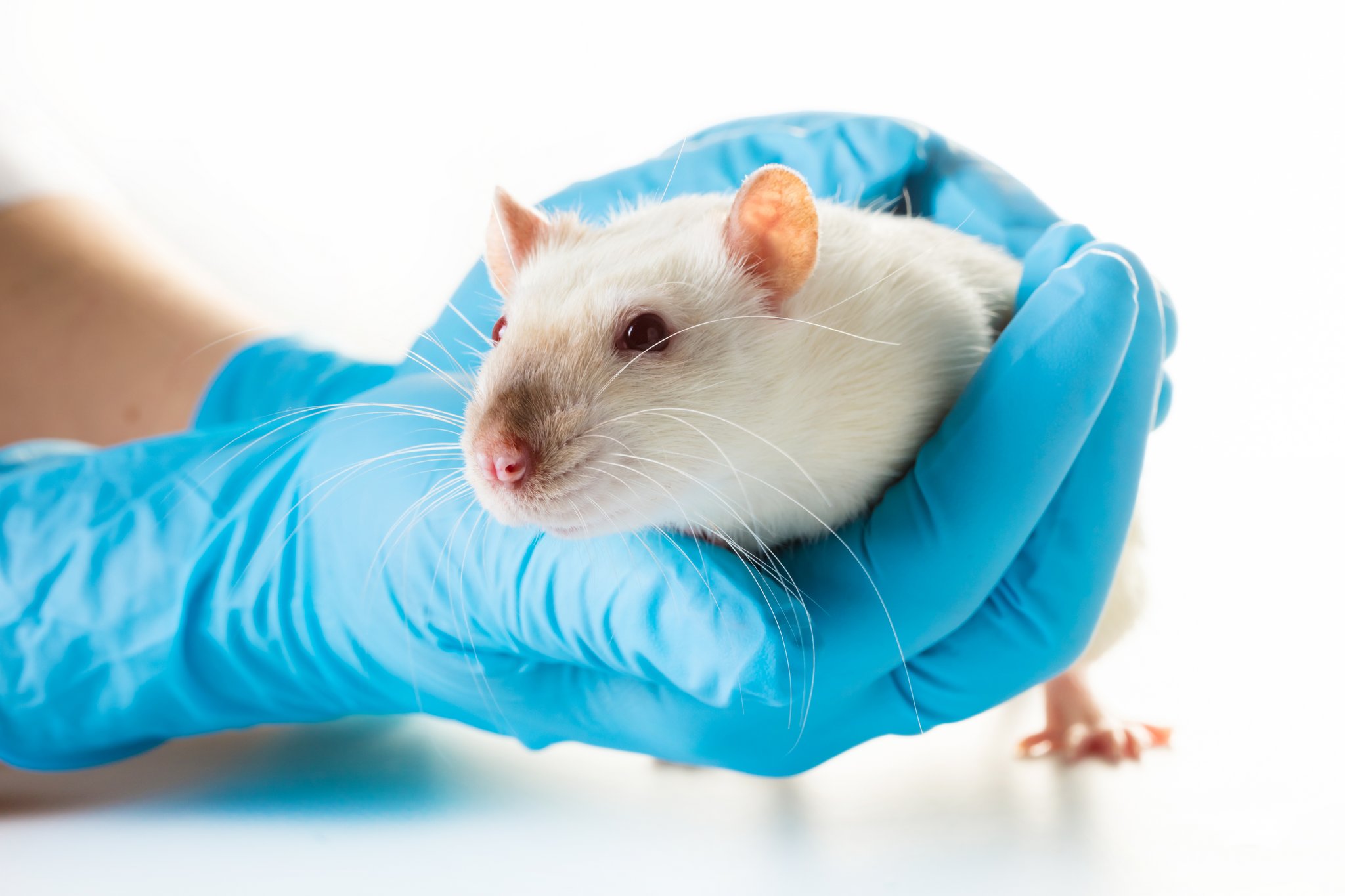 Neues Zuhause für ausgediente Laborratten