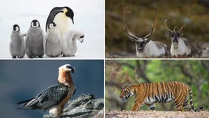 Im Tierreich gibt es laut dem WWF-Jahresbericht Gewinner und Verlierer.