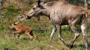 In Dänemark sind fünf Elche ausgewildert worden (Symbolbild).