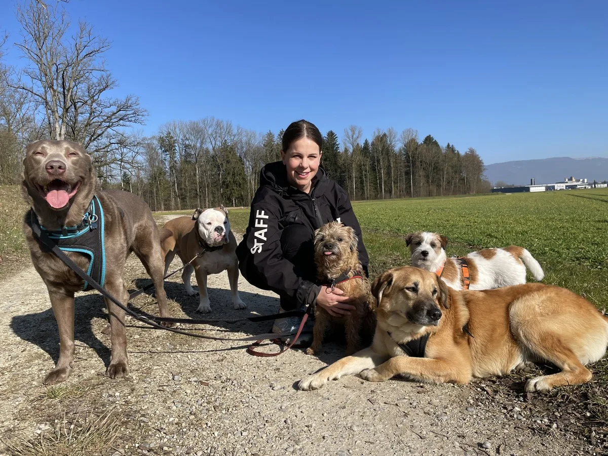 6290074E-80E7-472A-BCF7-10E5734B4FA0_Kopie Hundetagesstätte: Professionelle Hundebetreuung wird immer beliebter