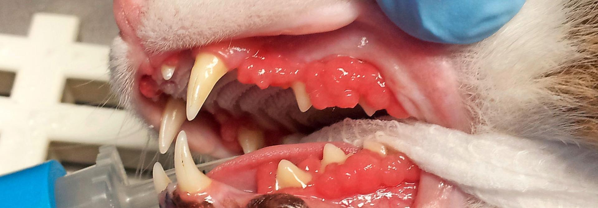 Gingivostomatitis-junge-Katze.jpg