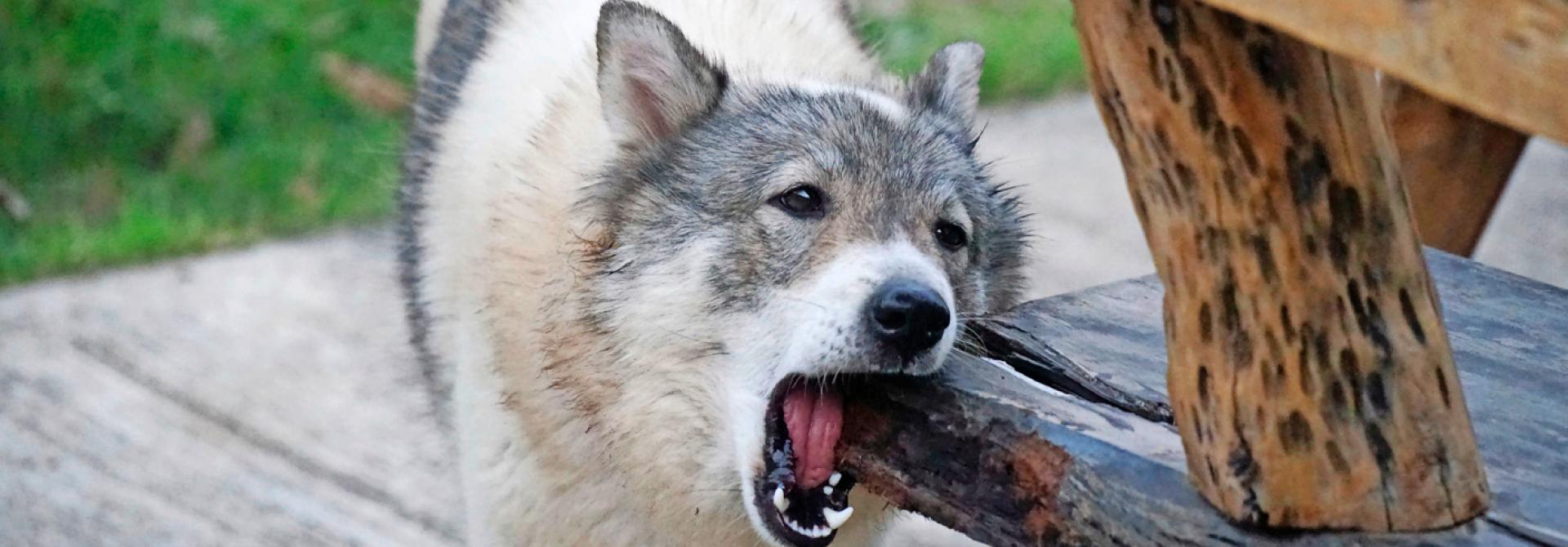 Hund am Kauen