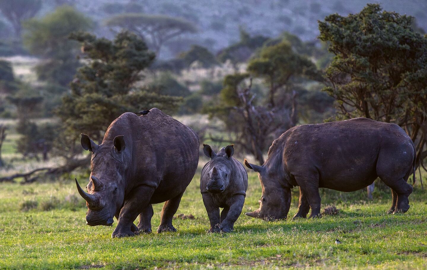 Um die Breitmaul-nashörner im Lewa-Reservat zu schützen, setztder Zoo Zürich auf Partnerschaften in der Region und auf die Bevölkerung.