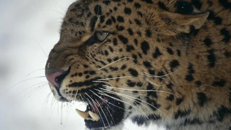 7ac492e9b93a2abd487b5c96641ce650cb68d3b1 amurleopard.jpg