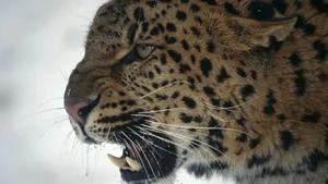 Der Amur-Leopard ist durch sein dichtes und auffällig gezeichnetes Fell begehrt bei Wilderern.