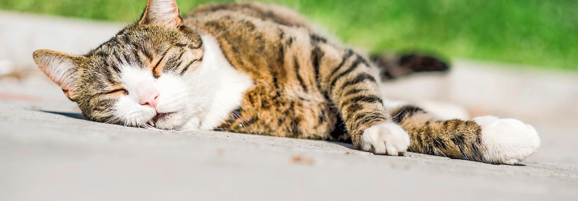 Katze in Sommerhitze