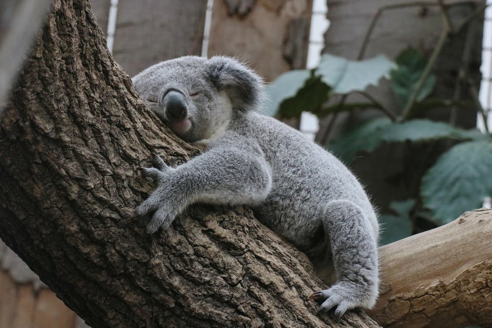 «Tarni» zügelt in den Zoo Zürich