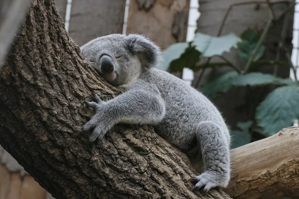 Koala_Zoo_Duisburg__I__Sickmann «Tarni» zügelt in den Zoo Zürich