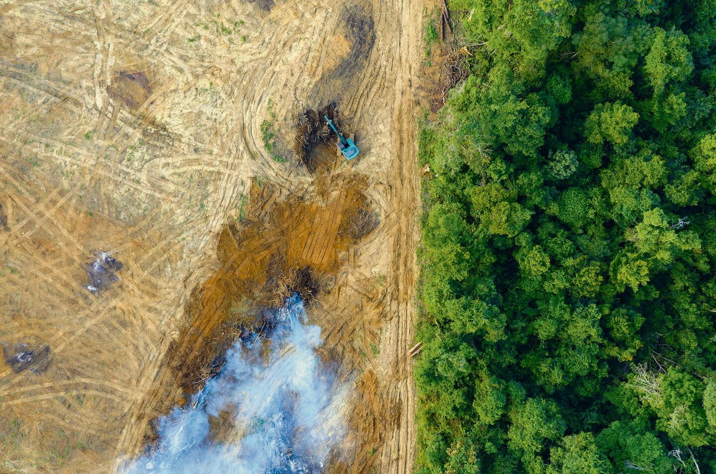 Der Regenwald ist besonders stark von Abholzung betroffen. Die indigenen Völker Brasiliens fordern deshalb strengere Gesetze.