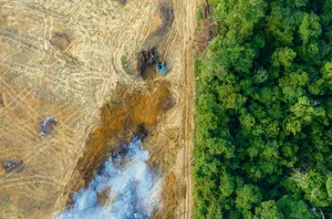 Der Regenwald ist besonders stark von Abholzung betroffen. Die indigenen Völker Brasiliens fordern deshalb strengere Gesetze.