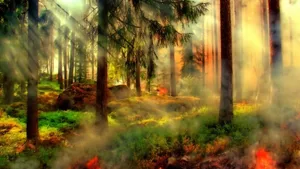 Das Jahr 2018 brachte Rekordschäden durch Waldbrände.
