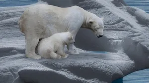 Der Klimawandel treibt die Eisbären von ihren Schollen immer häufiger in bewohnte Gebiete.