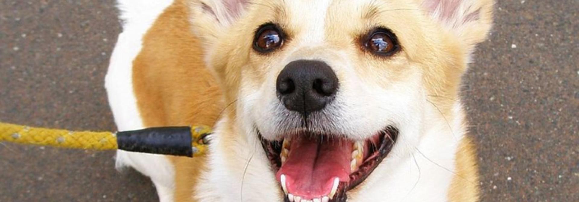 Hund schaut hoch zum Menschen