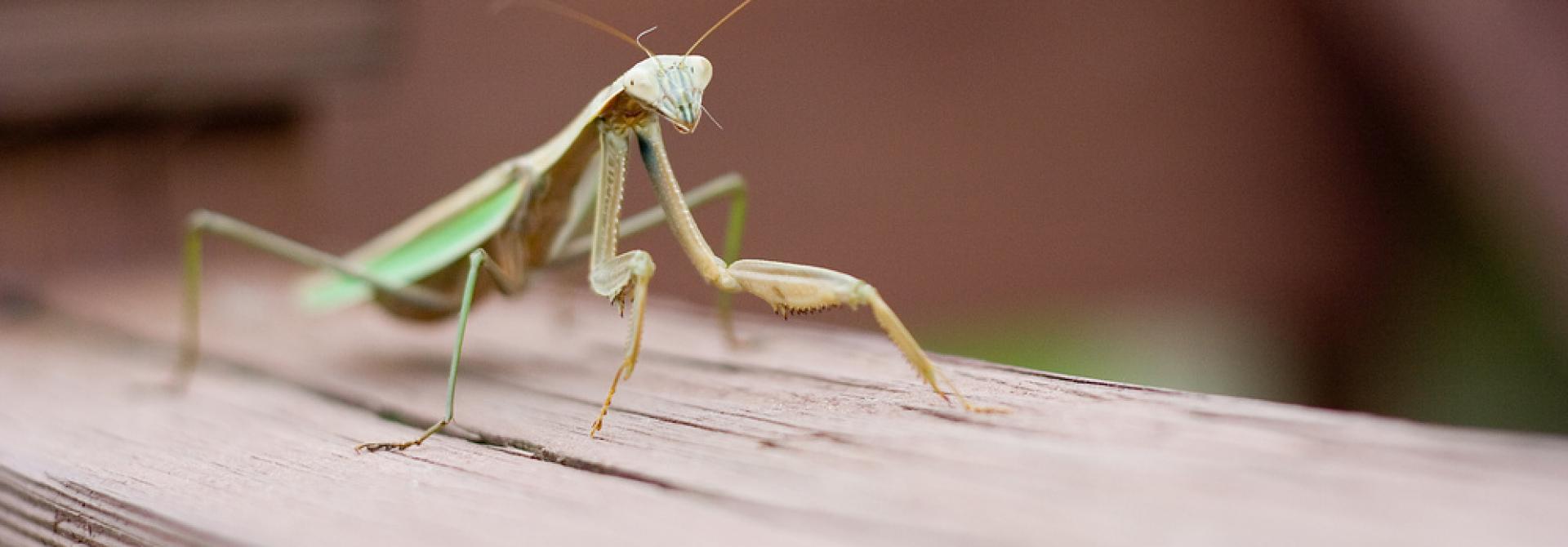 mantis.jpg