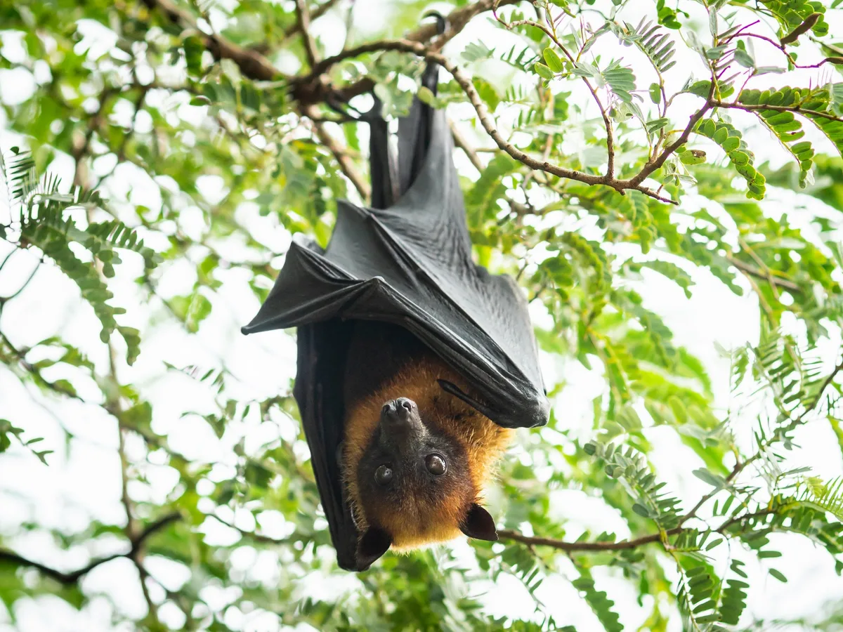 flughhund Die grossen Brüder der Fledermäuse