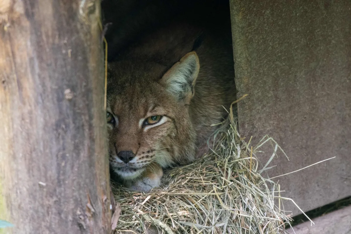 Luchsweibchen-Matra_Web-scaled Tierpark Goldau: Erster Luchs-Nachwuchs seit über 25 Jahren