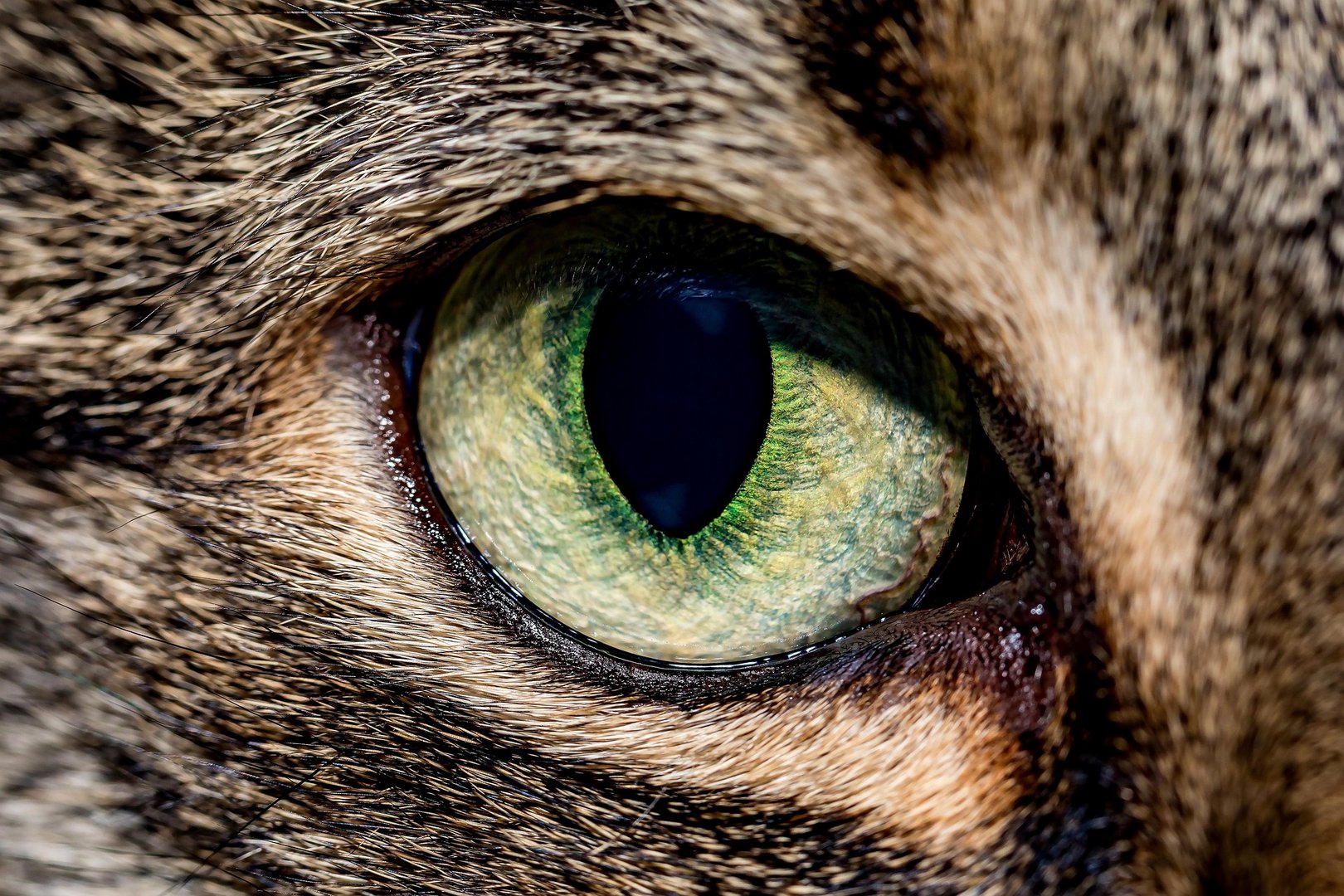 Schwarzfusskatze: Die tödlichste Katze der Welt