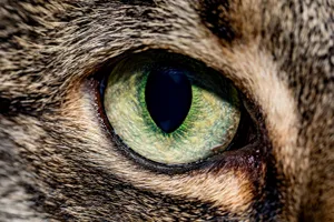 Ihr ausgezeichnetes Sehvermögen macht die Schwarzfusskatze nachts zum perfekten Jäger.