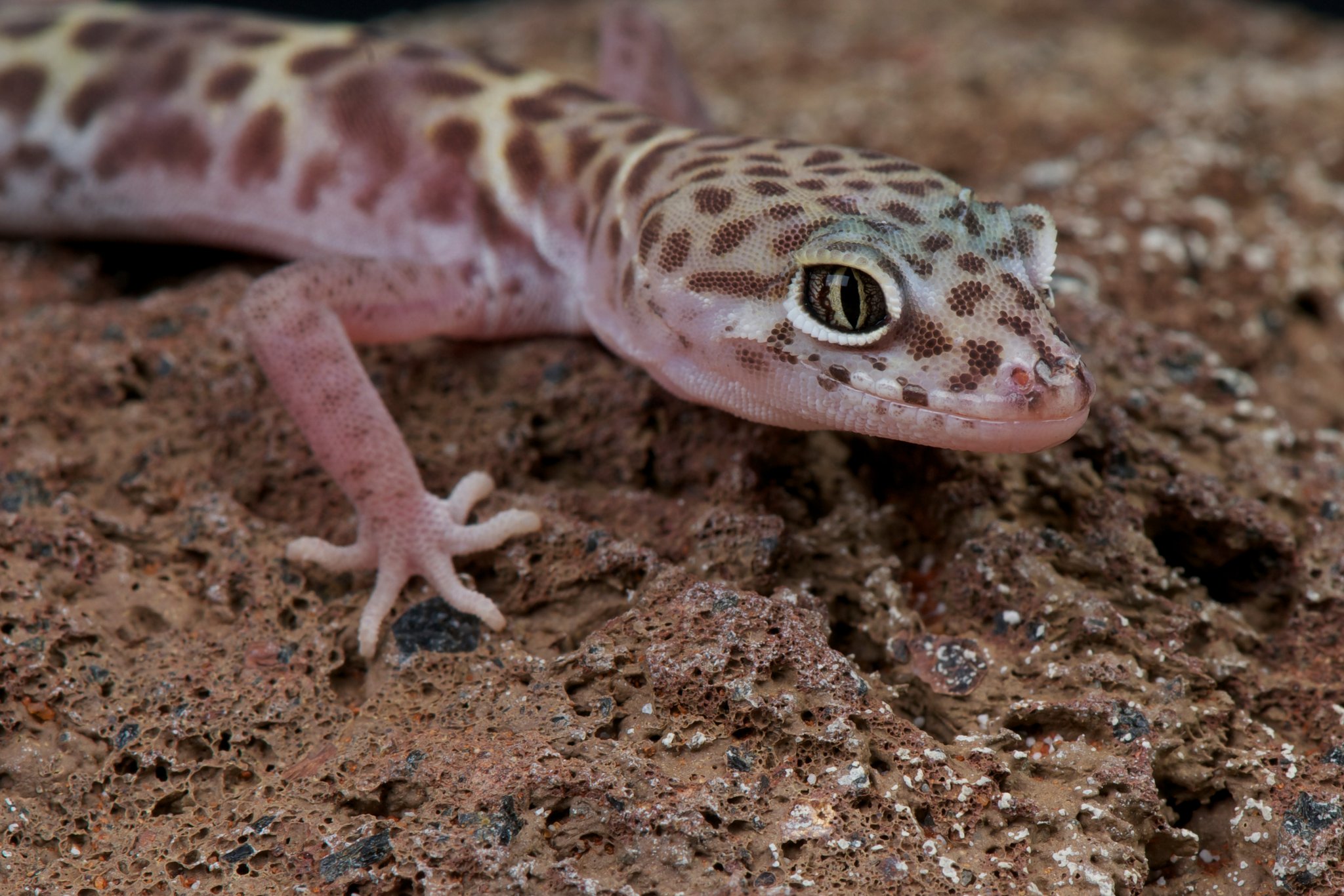 Dieser Gecko schüttelt Skorpione durch
