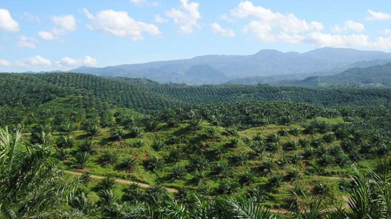 Oil_palm_plantation_AchmadRabinTaim-by-s.jpg