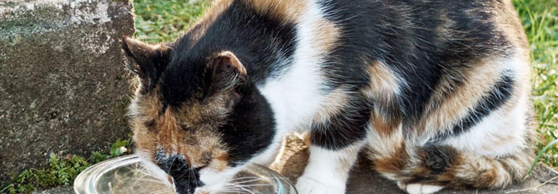 katze-frisst-shutterstock.jpg