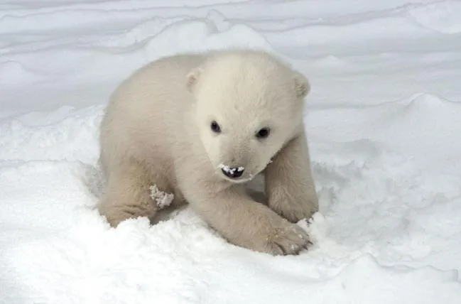 7385c24ee1bebd7c93ff6096879538ae3e143f07 Eisbaer_Baby_Schnee_Axel_Dobbertin_s.jpg