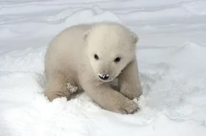Das Eisbärenbaby fühlt sich im Schnee pudelwohl.