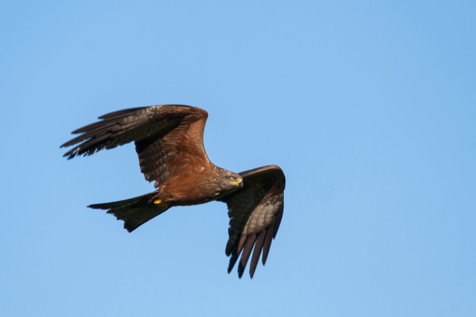 Fliegender Brandstifter